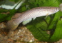 Rivulus lungi